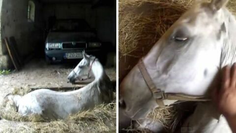 Die unglaubliche Rettung eines Pferdes, das in ein Bodenloch gefallen war.