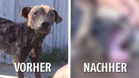 Ein Tierschutzverein rettet einen streunenden, halbtoten Hund von der Straße.