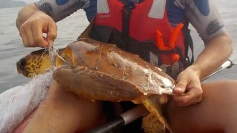 Ein Kayaker half einer Schildkröte, die in einer Plastiktüte verfangen war