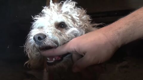 Dieser im Fundament eines Hauses lebende Hund wurde von einer Tierschutzorganisation gerettet