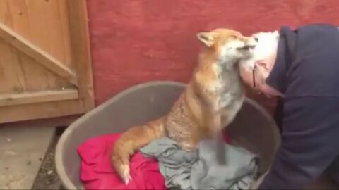 Dieser Mann hat einem Fuchs das Leben gerettet... und der Fuchs dankt es ihm mit viel Zärtlichkeit