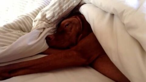 Dieser müde Hund wird morgens durch den Wecker geweckt