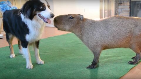 Als der Hund dieses seltsame Tier entdeckt, geschieht etwas Fantastisches!