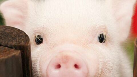 Das Schwein: 15 Fakten und Bilder zu einem unterschätzen Tier