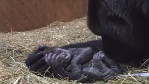 Ein Gorilla-Baby wird geboren! Die Aufnahmen berühren Millionen Menschen weltweit