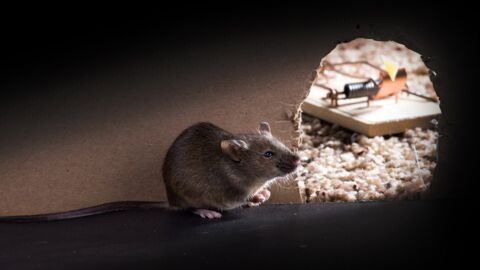 Sie ist frustriert, dass Ratten immer als Schädlinge abgestempelt werden. Da hat sie eine richtig geniale Idee, um das Gegenteil zu beweisen!