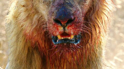Die 10 gefährlichsten Tiere der Welt