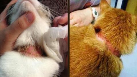Falls Deine Katze so ein Antiparasiten-Halsband tragen sollte... sofort weg damit!