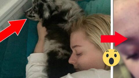 Jemand streichelt ihren Assistenzhund. Doch die Folge der Geschichte gibt allen zu denken!