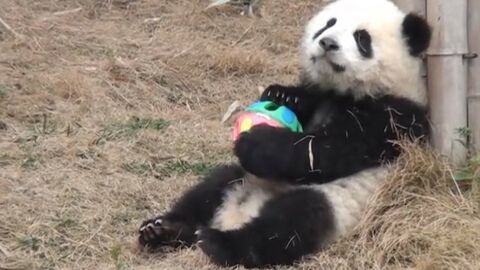 Dieser Babypanda hat ein neues Spielzeug gefunden. Er kann sich gar nicht mehr davon trennen.