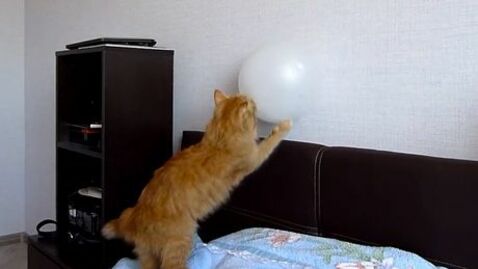 Eine Katze spielt mit einem Ballon. Aber es läuft nicht ganz so wie geplant.