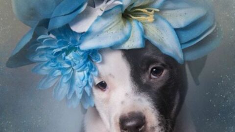 Dank dieser Fotoshootings fanden schon 140 Pitbulls Adoptionsfamilien!