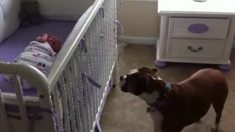 Dieser Hund verhält sich wie ein echtes Kindermädchen für das Baby. Dieser Beschützer ist einfach liebenswert!