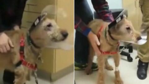 Dank einer Operation hat dieser Hund sein Sehvermögen wiedererlangt. Seine Reaktion gegenüber seines Herrchens ist rührend
