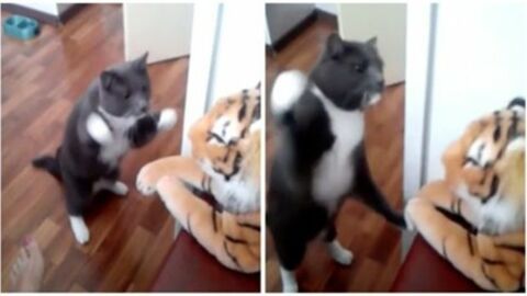 Diese Katze boxt mit einem Plüschtiger