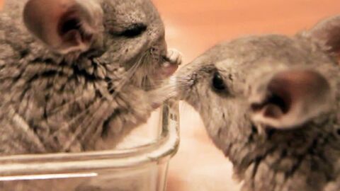 Chinchillas: Niedliche Fellknäuel zum Verlieben!