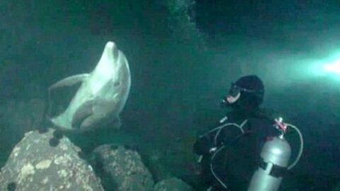 Ein Delfin nähert sich einigen Tauchern an - aus einem unerwarteten Grund.