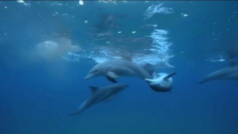 Delfine nehmen Drogen - Kugelfischdrogen! Diese Aufnahmen beweisen es.