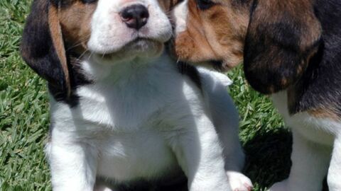 Der Beagle: Vorzüge und Nachteile dieser Hunderasse