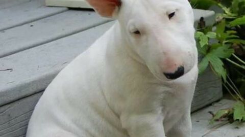 Bullterrier: Was du vor seiner Anschaffung wissen solltest