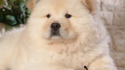 Chow Chow: 15 Fakten und Bilder zur süßen Hunderasse