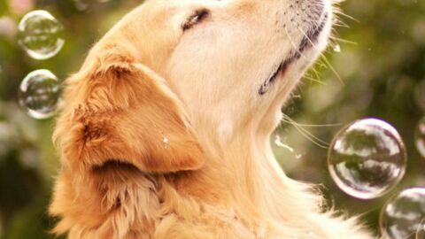 Golden Retriever: 15 Fakten und Bilder zum schönen Familienhund