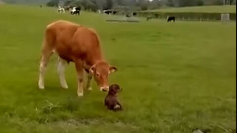 Erste Begegnung eines Hundes mit einer Kuh... Das Erstaunen ist groß!