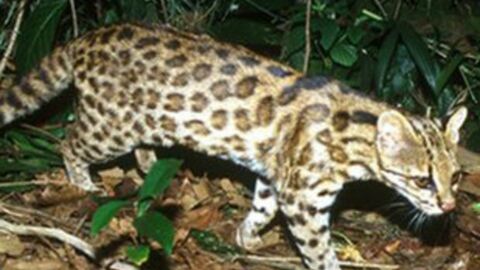 Die 10 faszinierendsten Wildkatzen