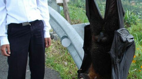 Unglaublich große Tiere, die Fotografen gefunden haben