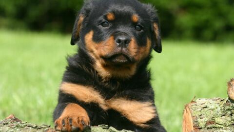 Rottweiler: 15 Fakten und Bilder