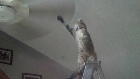 Die 15 verrücktesten Katzenfotos
