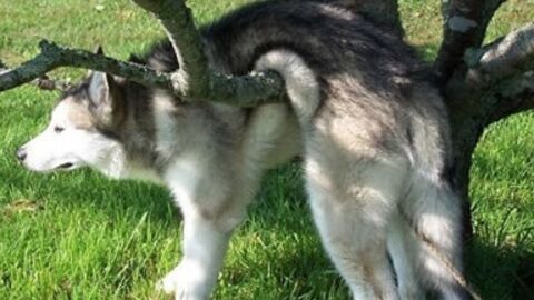 30 Tiere, die stecken geblieben sind