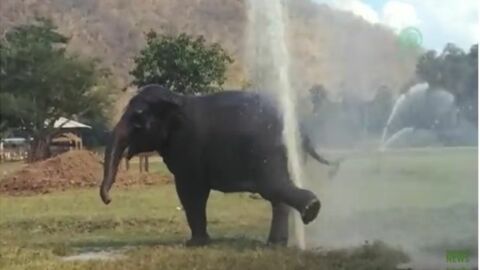Ach wie schön kann Duschen doch sein! Dieser Elefant gönnt sich eine erfrischende Dusche an einem defekten Wasser-Sprinkler