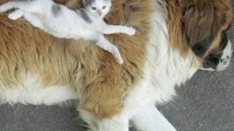 12 Katzen und ihre sanften Ruhekissen