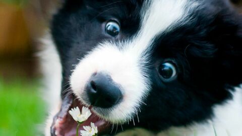 Border Collie: 18 wichtige Fakten und Bilder zur loyalen Hunderasse