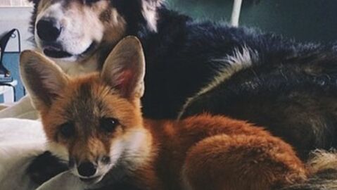 Tierische Freunde: Diese Paare sind einfach unzertrennlich!