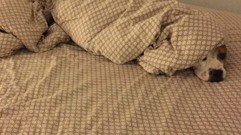 10 Hunde und Katzen, die lieber im Bett ihres Herrchens schlafen