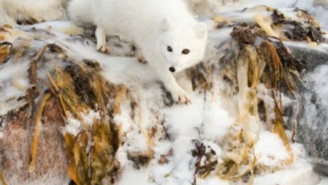 Der Polarfuchs: ein faszinierendes Tier, das sich den Lebensbedingungen der eisigen Arktis angepasst hat