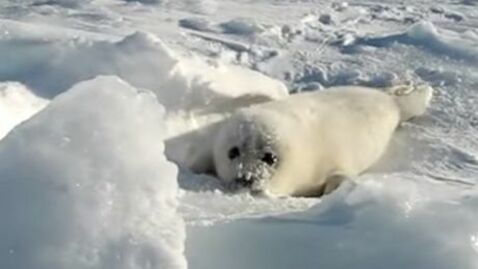 Ein Robbenbaby kommt noch nicht ganz im Schnee klar. Was für eine niedliche Szene.