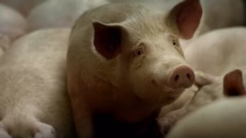 Gummibärchen-Herstellung: Am Anfang war das Schwein