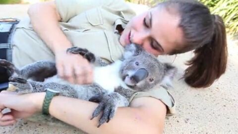 Dieser Koala schmust gern und holt sich seine Streicheleinheiten