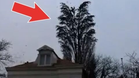 Eine Frau filmt einen Baum... Da geschieht etwas Unglaubliches!