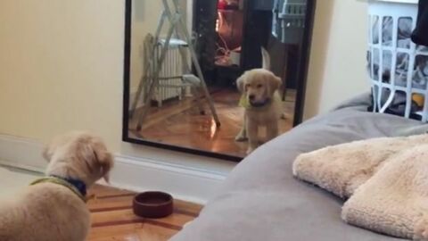 Dieser herzallerliebste Welpe hält sein Spiegelbild für einen anderen Hund
