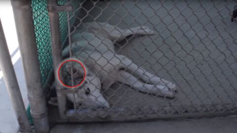 Verletzter und traumatisierter Husky: Sein Chip im Ohr zeigt die traurige Wahrheit!