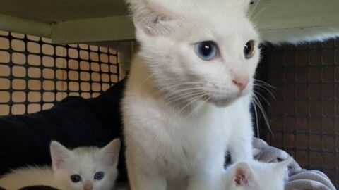 Eine Katze mit verschiedenfarbigen Augen und zwei junge Kätzchen wurden mitleidslos ausgesetzt