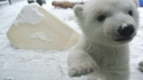 Dieser kleine Eisbär macht seine ersten Schritte im Schnee