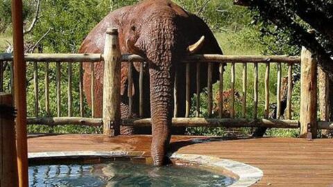 Ein Elefant kommt zum Hotelpool, um zu trinken.