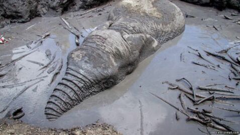 Dieser Elefant war fast in einem Schlammteich ertrunken, als ihm Menschen zu Hilfe kamen.