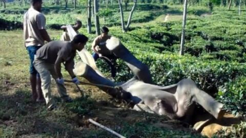 Dieser Elefant steckte in einer Rückenlage fest und wurde von Menschen gerettet, die das Unmögliche möglich gemacht haben.