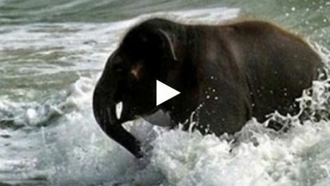 Ein kleiner Elefant entdeckt zum ersten Mal in seinem Leben das Meer.